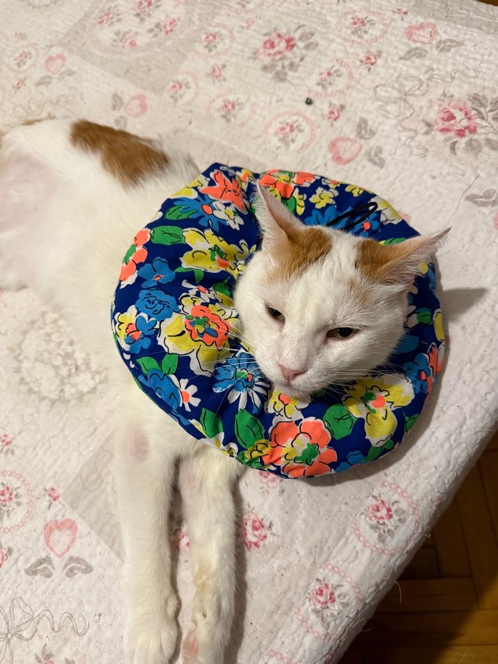 Elizabeth Kedi Boyunluk - Görsel 2