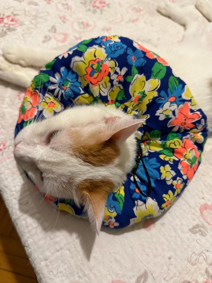 Elizabeth Kedi Boyunluk - Görsel 3