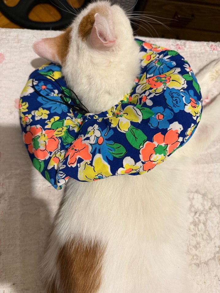 Elizabeth Kedi Boyunluk - Görsel 4