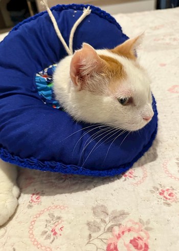 Elizabeth kedi boyunluk - Görsel 5