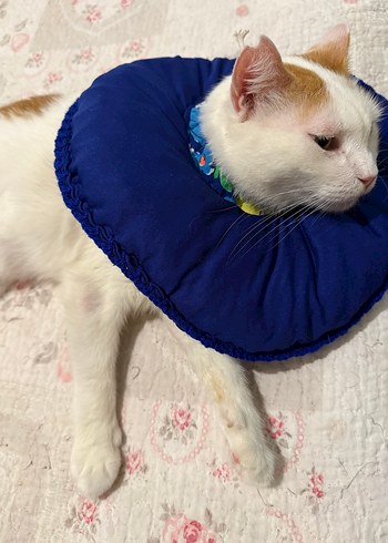 Elizabeth kedi boyunluk - Görsel 6