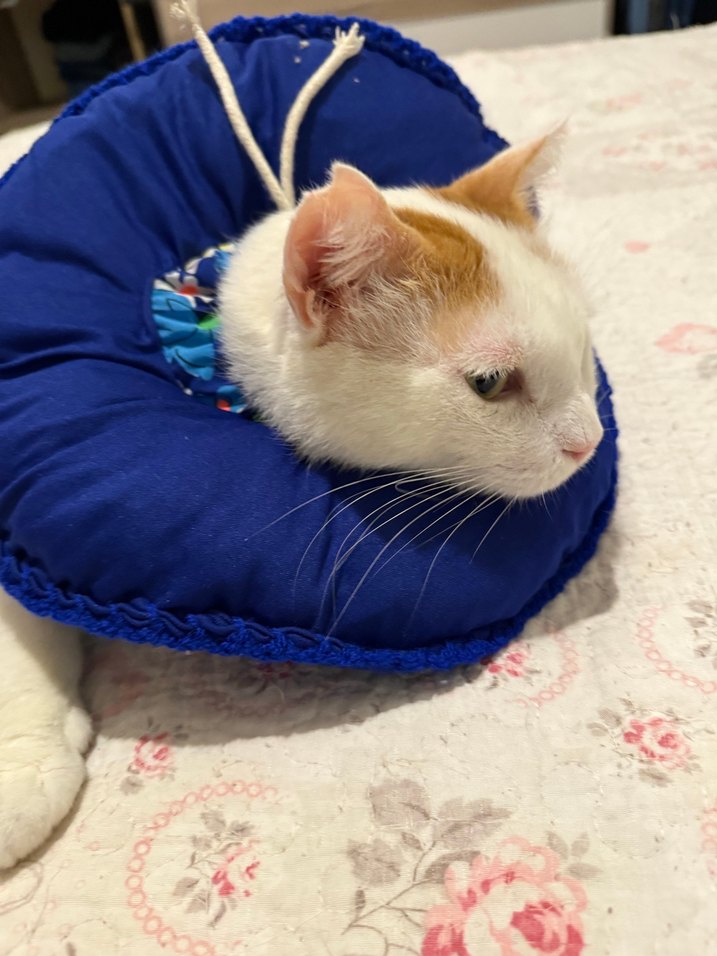 Elizabeth kedi boyunluk - Görsel 5