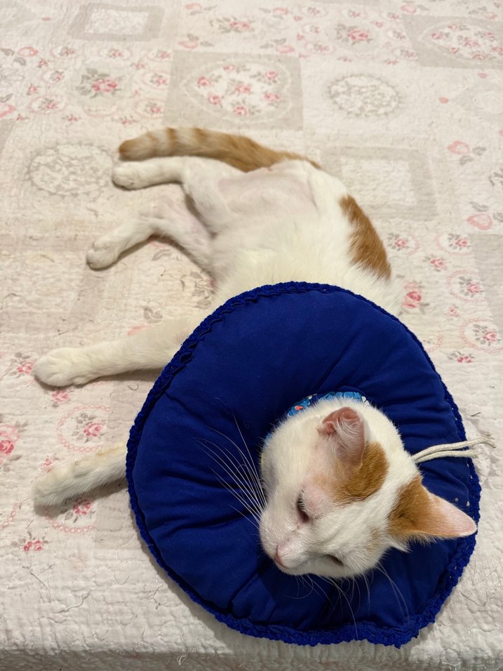 Elizabeth kedi boyunluk - Görsel 3