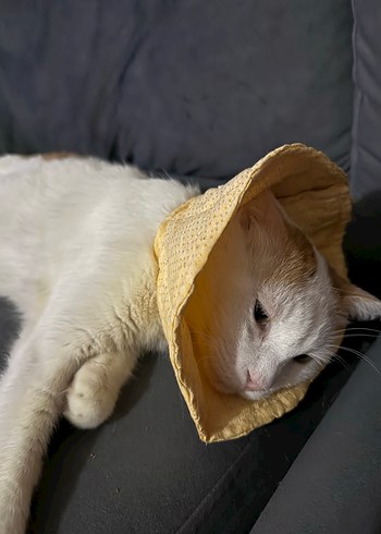 Sarı  renk Kedi Boyun Koruyucu Yaka - Görsel 9