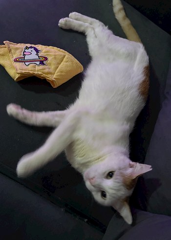 Sarı  renk Kedi Boyun Koruyucu Yaka - Görsel 3