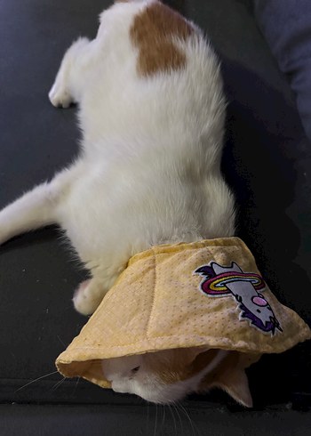 Sarı  renk Kedi Boyun Koruyucu Yaka - Görsel 7