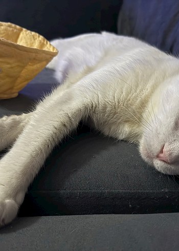 Sarı  renk Kedi Boyun Koruyucu Yaka - Görsel 4