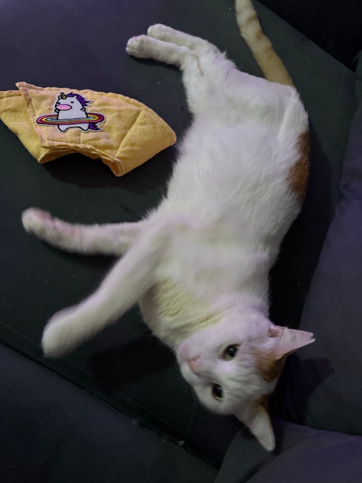 Sarı  renk Kedi Boyun Koruyucu Yaka - Görsel 3