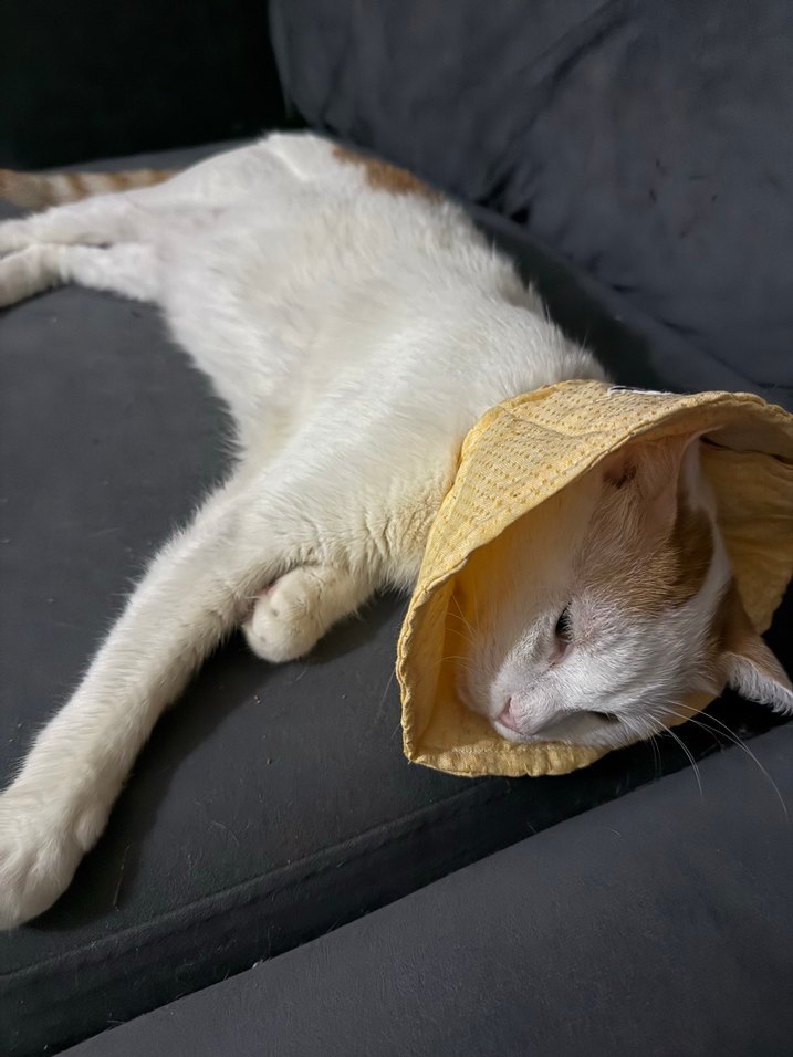 Sarı  renk Kedi Boyun Koruyucu Yaka - Görsel 2