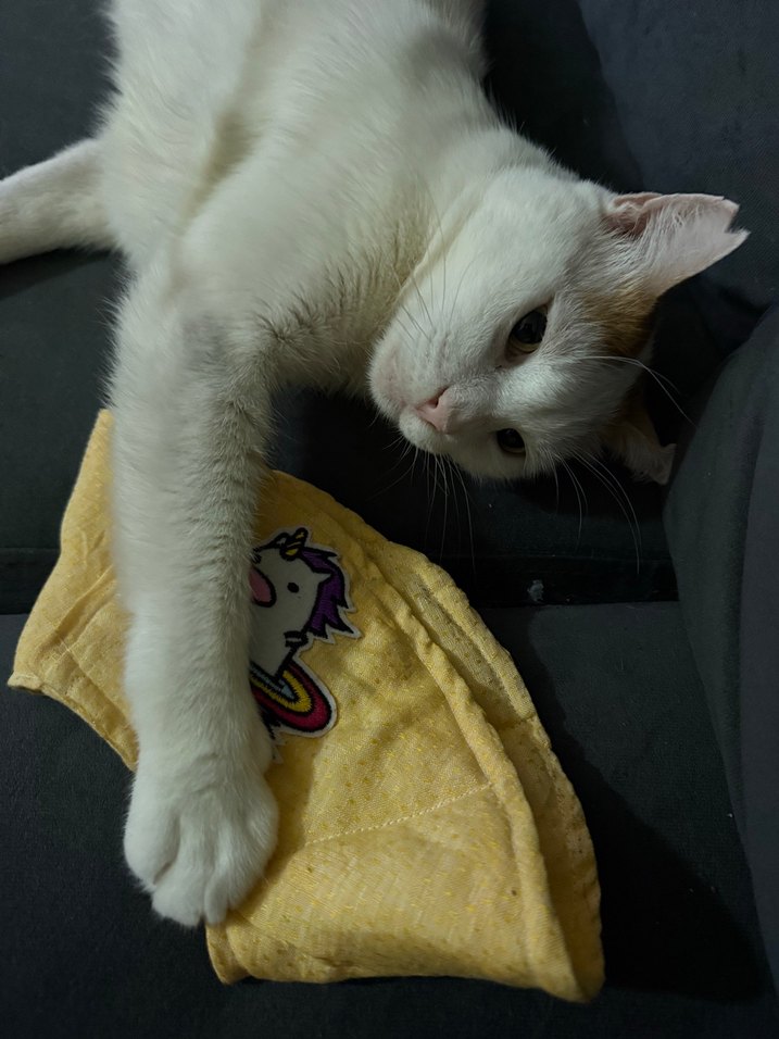 Sarı  renk Kedi Boyun Koruyucu Yaka - Görsel 5