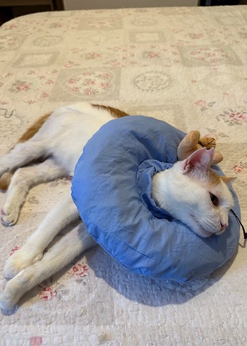 Beden Renk Mavi Ayıcıklı kedi boyunluk