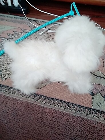 Beden Renk Furreal friends köpek
