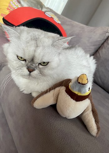 Beden Renk Hareketli Kuş Kedi Oyuncağı