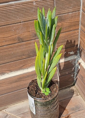 Gökdelen Senecio Everest Dağı 