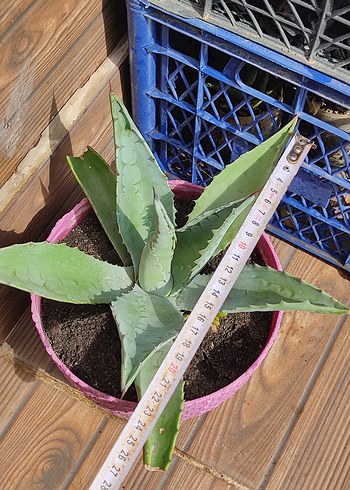 Beden Agave Kaktüs Peyzaj Bitkisi