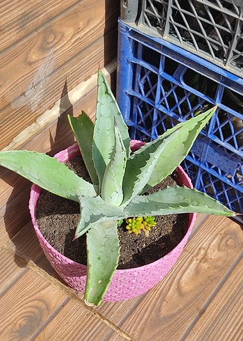 Agave Kaktüs Peyzaj Bitkisi