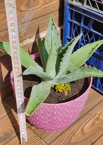 Çiçek Agave Kaktüs Peyzaj Bitkisi