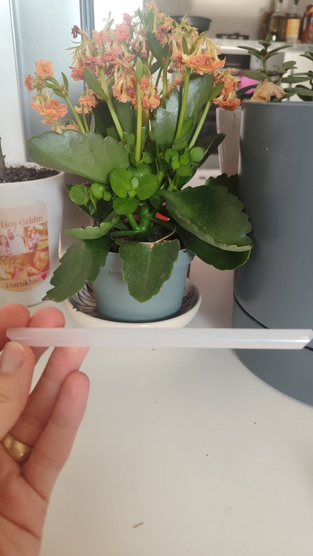 baby plus termos iç pipeti - Görsel 2