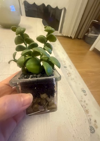 Pastel Yeşil Saksıda Dekoratif Bitki - Görsel 2