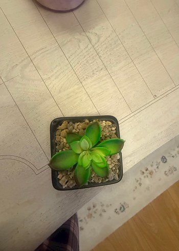 Küçük Saksıda Yeşil Sukulent - Görsel 2
