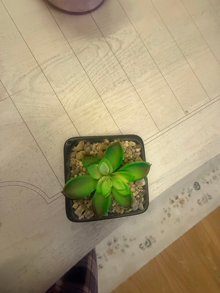 Küçük Saksıda Yeşil Sukulent - Görsel 2