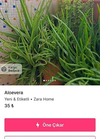 Alovera 
