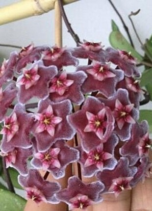 Hoya pubycalix GPS 282