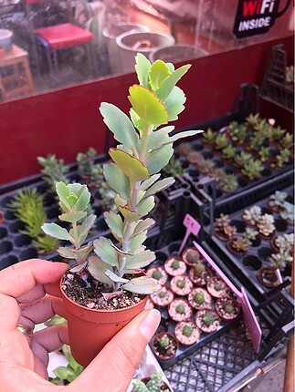 Kalanchoe marnieriana