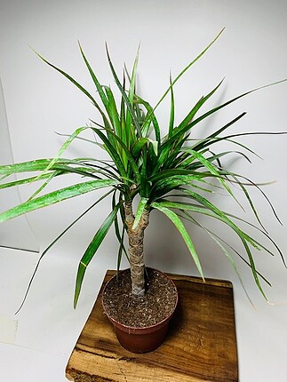 Drecana marginata