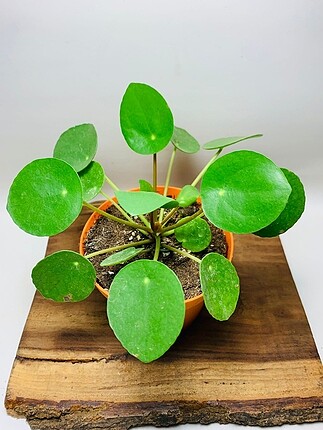 Pilea