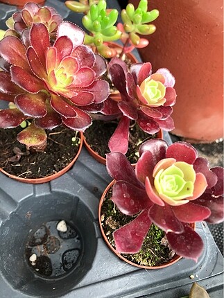 Diğer Aeonium arboreum