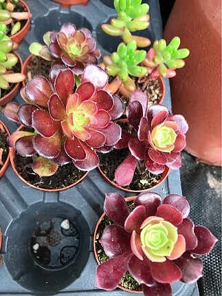 Beden Aeonium arboreum