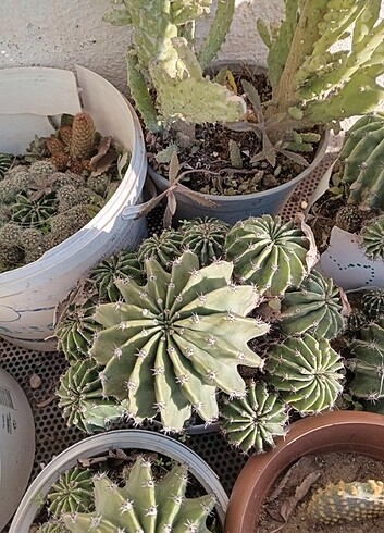 Kaktüs echinopsis kaynana topuzu zara mango hm mont bot nike ant