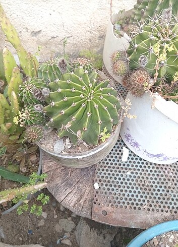 Kaktüs öneri çiçek echinopsis ayakkabı tshirt barbie elbise zara