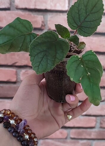 Diğer Sinningia isas gourgeus fidesi
