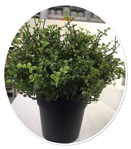 # IKEA # Yapay bitki arapsaçı çiçeği