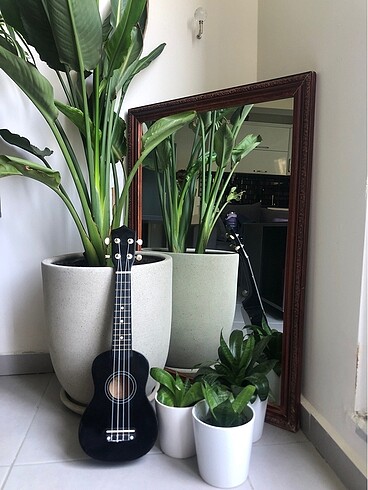 Siyah ukulele
