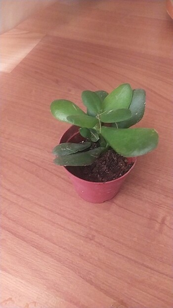 Sukulent çiçeği  - Görsel 2