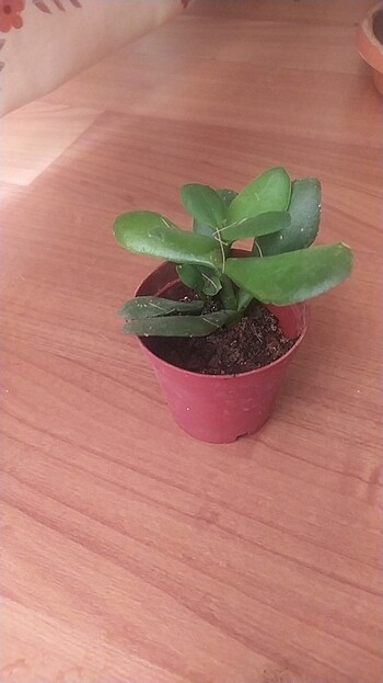 Sukulent çiçeği  - Görsel 3