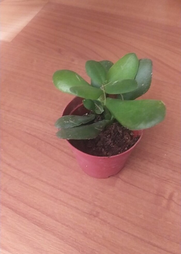 Sukulent çiçeği  - Görsel 2