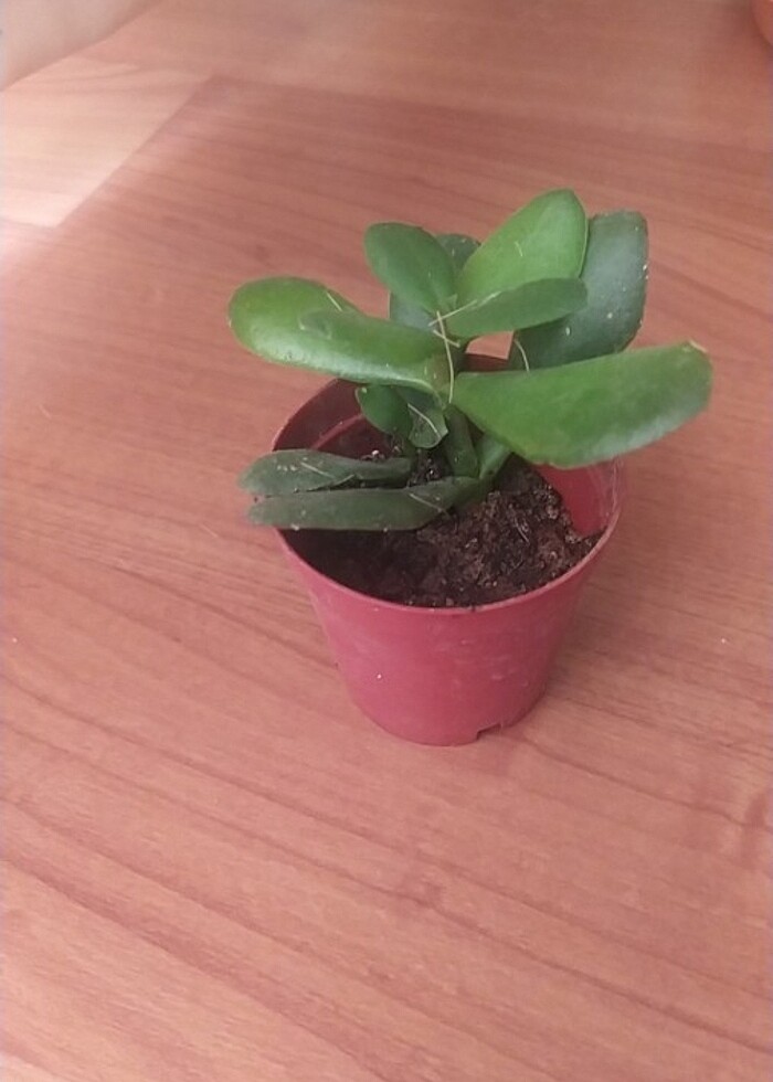 Sukulent çiçeği  - Görsel 3