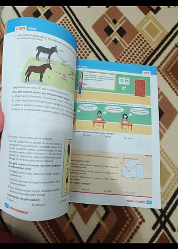  Beden Renk Fenomen 7B Fen Bilimleri Soru Bankası