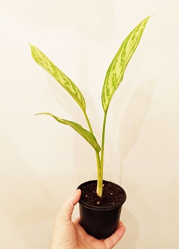 Aglonema Silver Quenn