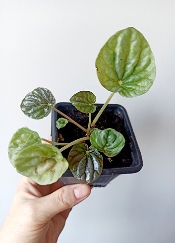  Beden Peperomia 