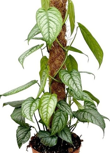 Monstera Siltepence
