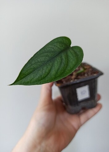  Monstera Siltepence