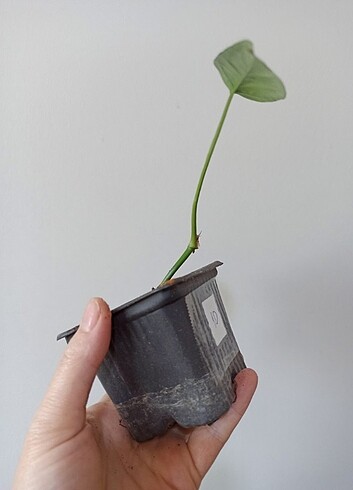  Beden Renk Monstera Siltepence