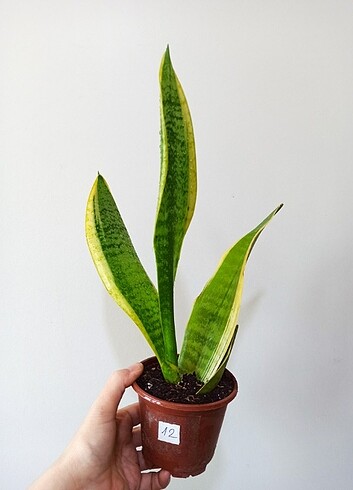 Sansevieria Paşa Kılıcı