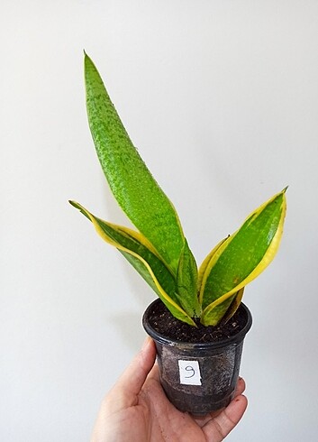 Sansevieria Paşa Kılıcı Uzayan Tür