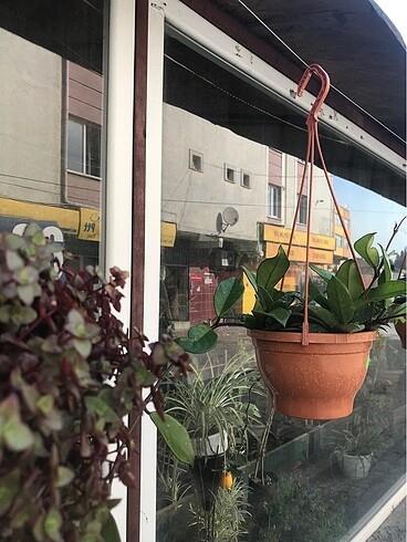 Mum çiçeği hoya
